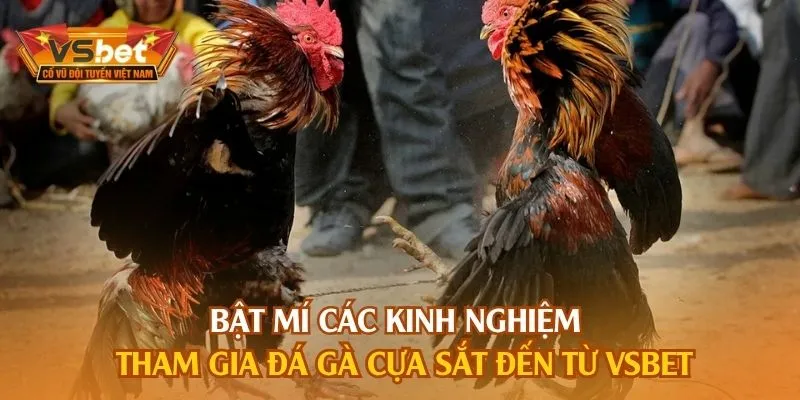 Bật mí các kinh nghiệm tham gia đá gà cựa sắt đến từ Vsbet