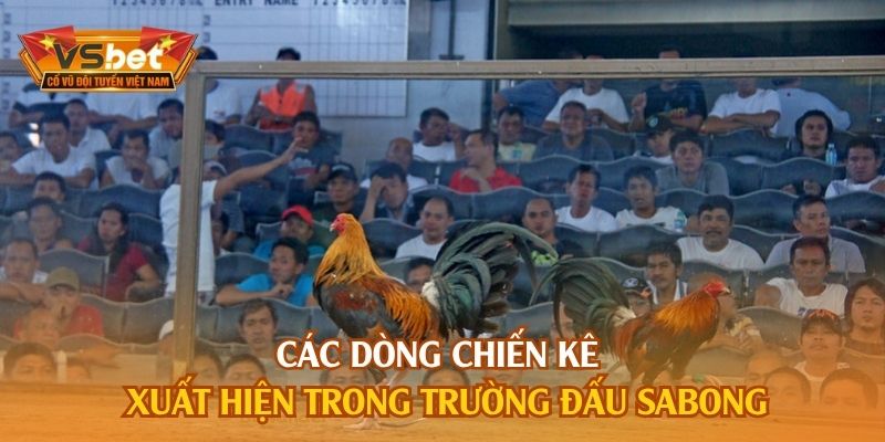 Các dòng chiến kê xuất hiện trong trường đấu Sabong