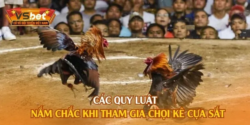 Các quy luật nắm chắc khi tham gia chọi kê cựa sắt