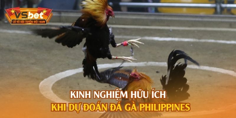 Kinh nghiệm hữu ích khi dự đoán đá gà Philippines