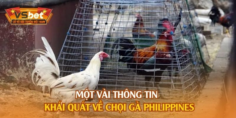 Một vài thông tin khái quát về chọi gà Philippines